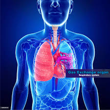 respiratory system the gas exchange