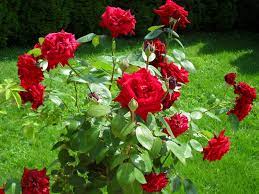 Imagini de fundal : Trandafir, roșu, tufiș, iarbă, însorit 1600x1200 - wallpaperUp - 1091614 - Imagini de fundal - WallHere