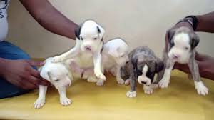 We are a small breeder of family raised quality akc champion sired boxer puppies. Cheapest Dog Market Boxer Puppies Available Delhi Ncr Boxer Puppy Youtube