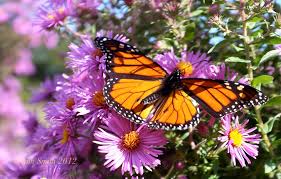 Image result for wildflower bees butterflies meadow