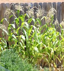30 Corn Gardening Tips And Tricks How