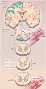 mnd als amyotrophic lateral sclerosis