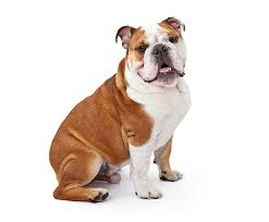 Their short, coarse hairs stick tenaciously to your clothing and furnishings. Australian Bulldog Breed Guide Petbarn