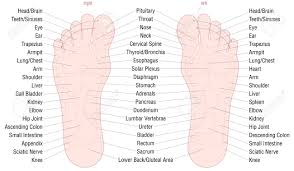 Урок по теме internal organs. Foot Reflexology Zone Massage Chart With Areas And Names Of The Royalty Free Cliparts Vectors And Stock Illustration Image 93543778