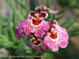 tolumnia jairak rainbow strawberry