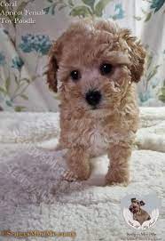 apricot toy poodle female puppy