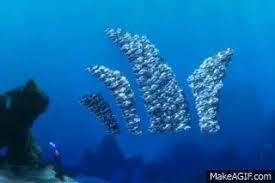 Wifflegif has the awesome gifs on the internets. Finding Nemo School Of Fish On Make A Gif