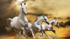 three beautiful white horses running