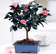 ขาย ต้น camellia passenger ro ro