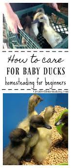How To Care For Baby Ducks Creative
