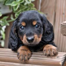 dachshund miniature puppies