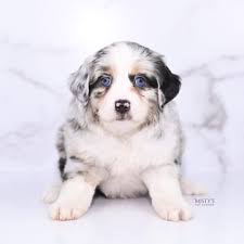 toy mini aussie puppy breeder in michigan