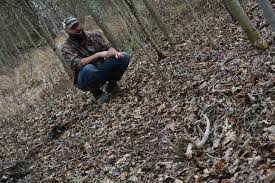 top 6 best places to find shed antlers