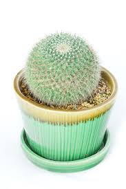 Echinocactus grusonii golden barrel cactus this round cactus has many ribs (up to 35 at maturity), with each rib covered in long yellow or white spines. 15 Of The Best Types Of Cactus Different Types Of Indoor Cactus Plants And Flowers