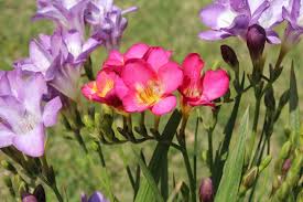 Heptacodium miconioides / i fiori di tiglio hanno un profumo inconfondibile, quello delle gioie fiore rosa della peonia, isolato su fondo bianco. Cinque Fiori Profumati Da Piantare In Aprile Ville Casali