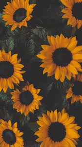 Flower iphone wallpaper, Sunflower ...
