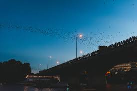 the congress bridge bats