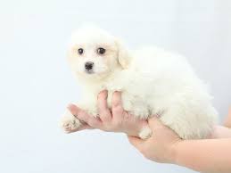 | see more about dog, puppy and cute. Sheltie Puppies For Sale Why You Need One Of These Precious Pups