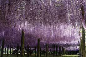 the wisteria flower tunnel at kawachi