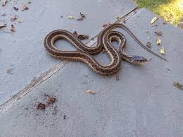 eastern garter snake