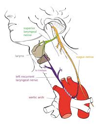 The Vagus Nerve Cn X Course Functions Teachmeanatomy