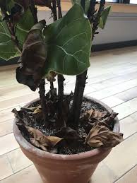 what s wrong with my fiddle leaf fig