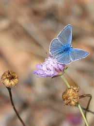 Image result for lots of icaro blu farfalla
