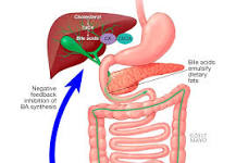 What is in ox bile?