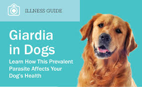 giardia in dogs causes and treatment