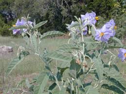Solanum elaeagnifolium (Silverleaf nightshade) | Native Plants of ...