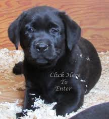 At winter ridge golden retrievers, we intend to breed akc registered, healthy, family oriented, show quality golden retrievers in sunny tucson arizona. Labrador Retriever Breeders Puppies For Sale California