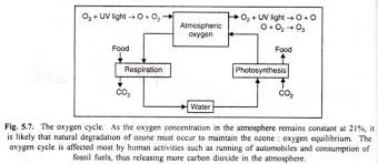The Oxygen Cycle Explained With Diagram