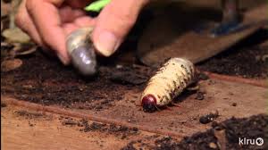 Big Rhinoceros Grub Worms In Compost John Dromgoole Central Texas Gardener