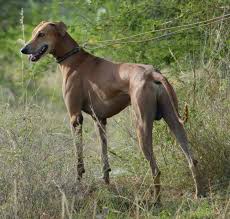 We did not find results for: 8 Skinny Dog Breeds And Their Differences With Pictures