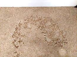 carpet moth treatments pest control