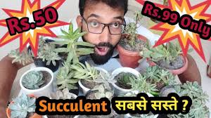 All cacti are succulents but not all succulents are cacti. Buy Succulent Cactus Online At Cheap Price Succulents Plant For Sale In India Youtube