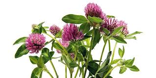 Червената детелина (trifolium pratense) е билков продукт, използван за лечението на горещите вълни и нощното изпотяване при менопауза. S Chervenata Detelina Trevata Ne Se Podryazva
