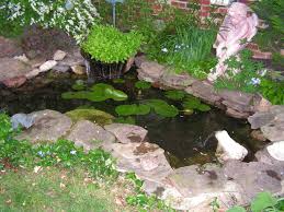 Goldfish Ponds Water Gardens The