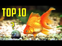 top 10 goldfish tank mates you should