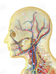 Human Body With Internal Organs Lymphatic System And Circulatory System D1243_6_017
