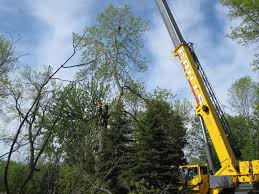 In order to become an isa board certified master arborist, you can expect to put in years and years of work. Ontario Certified Arborist