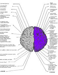 Left Vs Right Brain Biological Science Picture Directory