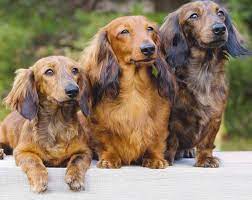long haired dachshunds fun facts