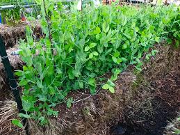 Sugar snap, english peas and snow peas are all cool loving crops. No Matter The Season Straw Bale Gardening Is In