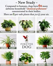 Dog Safe Plants Safe House Plants