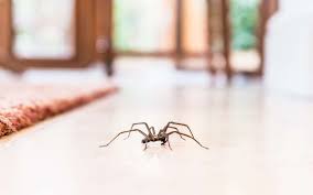 araignées de maison pourquoi ne faut