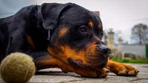 rottweiler dog breed information with