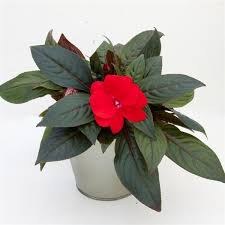 They will be easier to keep hydrated in large pots or in the ground. Impower Dark Red New Guinea Impatiens