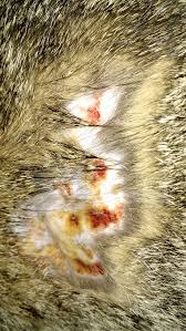 Cat's suffering from this condition often your veterinarian will examine hair in both healthy patches and where it is being lost. Cat Mowing And Chewing Until Skin Bleeds Pets Stack Exchange