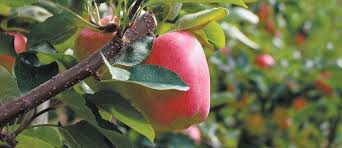 larger apples could boost b c yields